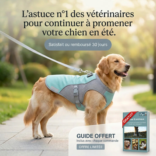 FreshVest™ | Veste Rafraîchissante pour Chien Anti-Chaleur