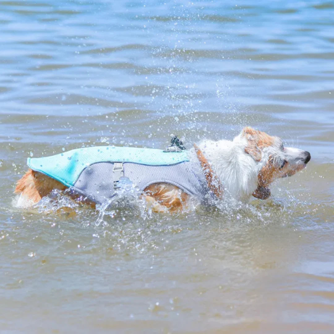 FreshVest™ | Veste Rafraîchissante pour Chien Anti-Chaleur