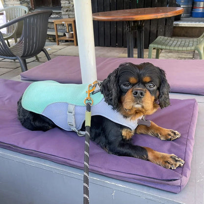 FreshVest™ | Veste Rafraîchissante pour Chien Anti-Chaleur